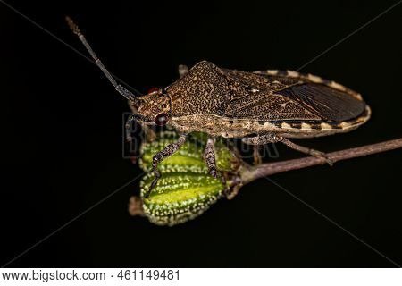 Adult Leaf-footed Bug Of The Genus Catorhintha
