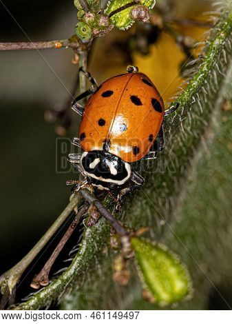 Adult Convergent Lady Beetle Of The Species Hippodamia Convergens