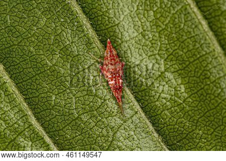 Small Typical Leafhopper Nymph Of The Family Cicadellidae