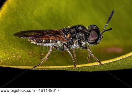 Small Adult Soldier Fly Of The Genus Hoplitimyia
