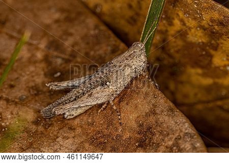 Adult Short-horned Grasshopper Of The Family Acrididae