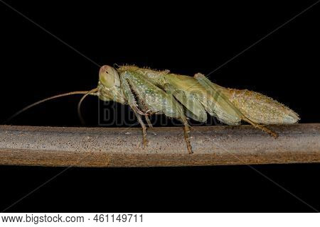 Acontistid Mantis Nymph Of The Genus Metaphotina