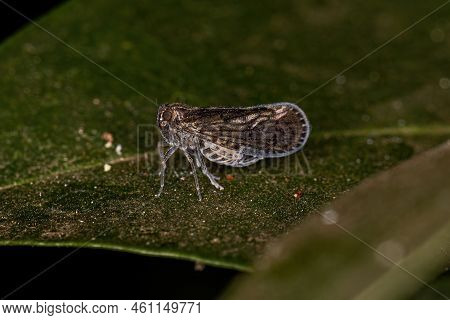 Adult Small Planthopper Insect Of The Genus Pintalia