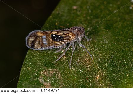 Adult Small Planthopper Insect Of The Species Pintalia Constellaris