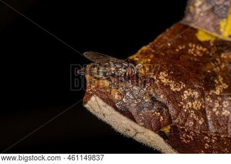 Adult House Fly Of The Genus Stomoxys