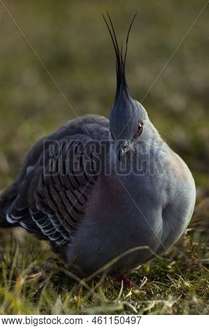 Portrait Of A Wild Australian Pigeon With Characteristic Crest, Sydney