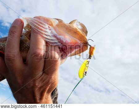 Trophy Fishing. This European Perch (rivers Perch) Weighing 1.2 Kilograms Was Caught Spinning In The