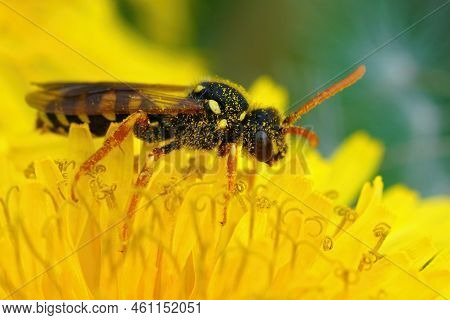 Closeup On A Female Gooden's Nomad Bee, Nomada Goodeniana Sitting In A Yellow Dandelion Flower Cover