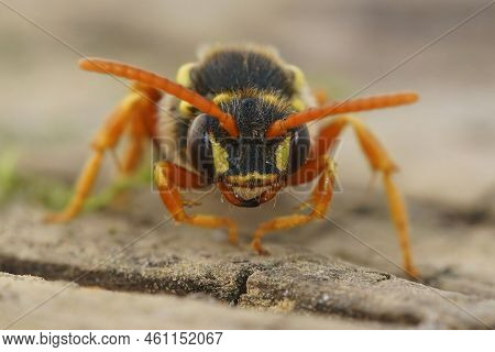 Facial Close Up View Of Somewhat Threatening Gooden's Nomad Bee , Nomada Goodeniana, A Wasp Mimic Cl