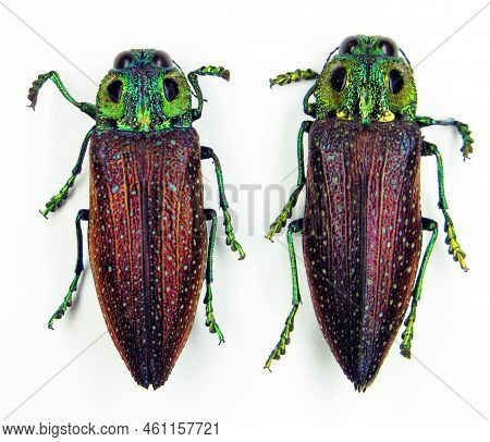 Beetles Isolated On White. Jewel Beetles Lampropelpa Rotschildi. Dark Red Green Color. Buprestidae. 