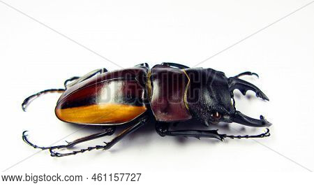 Giant Stag Beetle Odontolabis Stevensi Duivenbodei Close Up Isolated On White. Lucanidae. Collection