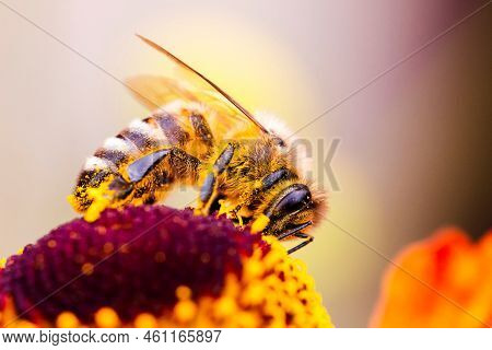 A Macro Portrait Of A Honey Bee Sitting On Top Of A Red Helenium Moerheim Or Mariachi Flower Collect