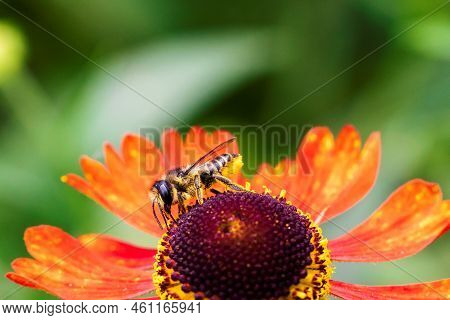 A Macro Portrait Of A Honey Bee Sitting On A Red Helenium Moerheim Or Mariachi Flower Collecting Pol