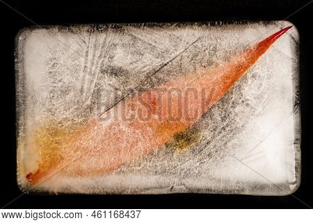 Frozen Tropical Leaves Delicate Patterns And Unusual Textured Still Life