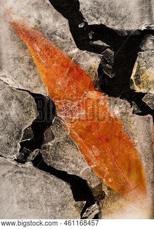 Frozen Tropical Leaves Delicate Patterns And Unusual Textured Still Life