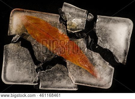 Frozen Tropical Leaves Delicate Patterns And Unusual Textured Still Life