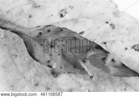 Frozen Tropical Leaves Delicate Patterns And Unusual Textured Still Life