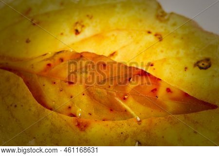 Frozen Tropical Leaves Delicate Patterns And Unusual Textured Still Life