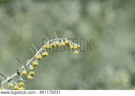 Common Wormwood Small Yellow Flowers In The Spring