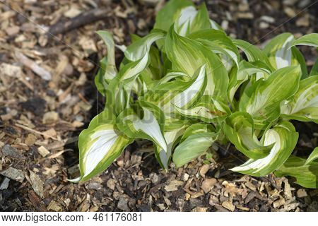 One-striped Wavy Plantain Lily In The Spring