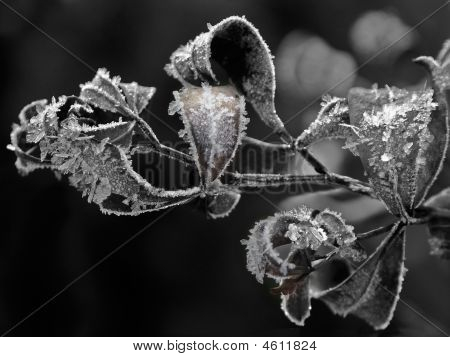 Frost auf Blume