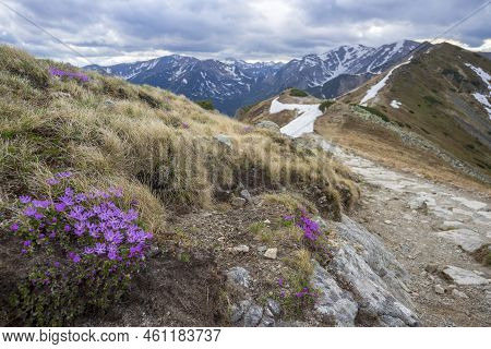 Primula Minima Purple Mountain Flowers In The Western Tatras.