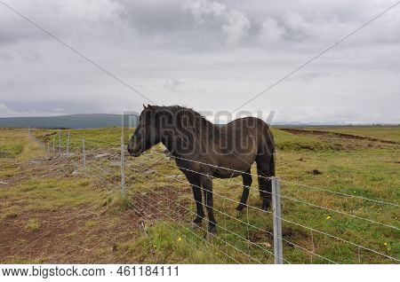 The Icelandic Horse.