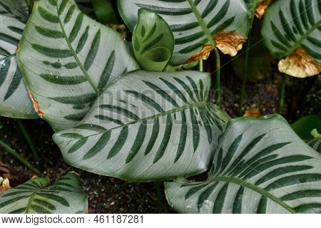 Exotic 'goeppertia Bella' (botanic Name) Plant With Multicolored Silver And Green Stripe Pattern On 