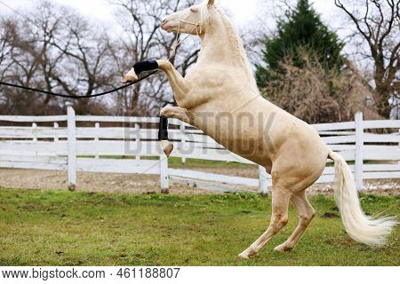 Beautiful Purebred Cremello Stallion Horse Jump Against White Colored Corral Fence