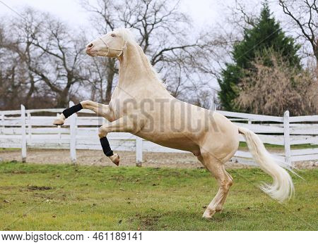 Beautiful Purebred Cremello Stallion Horse Jump Against White Colored Corral Fence