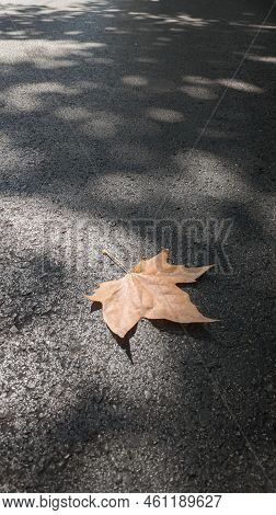 Dry Leaf Fallen On The Asphalt In Which The Shadow Of The Tree Draws A Mosaic Of Light And Shadow. U