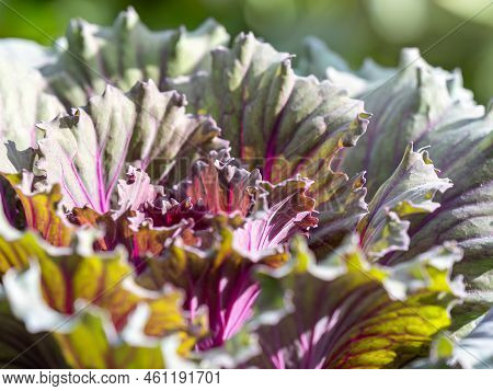 Close Up Of Endless Field With Green Leaves And Purple Veins Of Red Cabbage Plants.