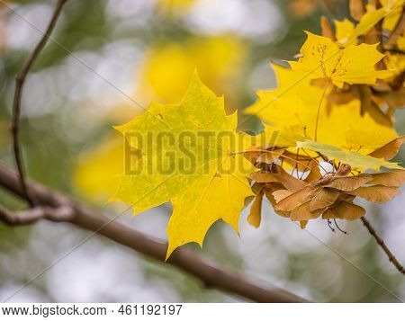 Maple Branches With Yellow Leaves And Seeds In Autumn, In The Light Of Sunset.