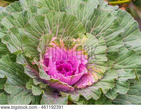 Close Up Of Endless Field With Green Leaves And Purple Veins Of Red Cabbage Plants.
