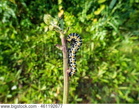 Macro Of The Yellow Form Of The Caterpillar Of The Lettuce Shark Moth (cucullia Lactucae) With Black