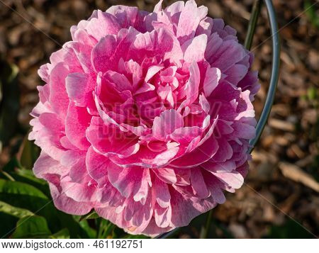 Peony (paeonia Lactiflora) Flowering With Full-pettaled Flowers In Intense Pink Colour And The Many 