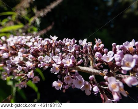 Macro Shot Of The Showy Bicolor Lilac And Purple Flowers In Pendulous Clusters Of The Buddleja Or Bu