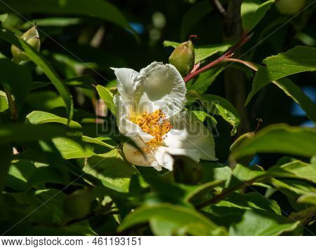 Korean Stewartia, Japanese Stewartia Or Deciduous Camellia (stewartia Pseudocamellia) Called Summer 