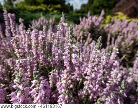Macro Of Calluna Vulgaris 'silver Cloud' With Bright Silvery-grey Foliage Flowering With Spikes Of P