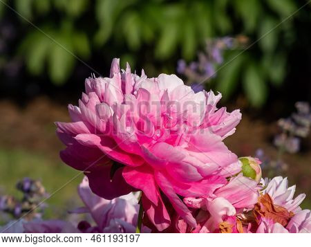 Chinese Peony, Garden Peony 'wrinkles & Crinkles' (paeonia Lactiflora) Flowering With Full, Rich Pin
