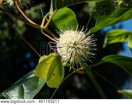 The Common Brimstone (gonepteryx Rhamni) On The Buttonbush, Button-willow Or Honey-bells (cephalanth