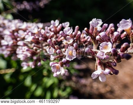 Macro Shot Of The Showy Bicolor Lilac And Purple Flowers In Pendulous Clusters Of The Buddleja Or Bu