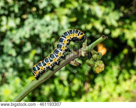 Macro Of The Yellow Form Of The Caterpillar Of The Lettuce Shark Moth (cucullia Lactucae) With Black