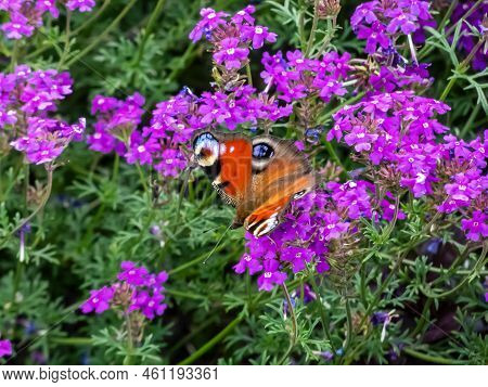Macro Shot Of The European Peacock Butterfly (aglais Io). The Wings Are Rusty Red, Wingtip Is Black 