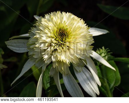 Close-up Shot Of The Coneflower Echinacea Purpurea 'coconut Lime' Flowering With White, Fully Double