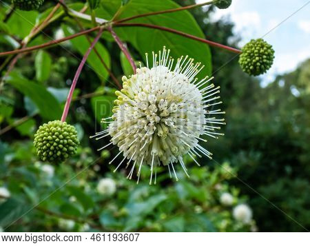 Flowering Plant Buttonbush, Button-willow Or Honey-bells (cephalanthus Occidentalis) Blooming In Sum
