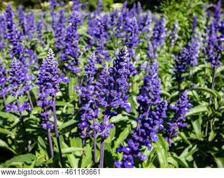 Salvia Farinacea 'fairy Queen' (mealy Cup Sage) - Compact, Multi-branched Variety With Dense Floweri