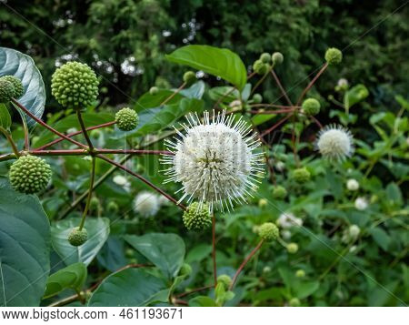 Flowering Plant Buttonbush, Button-willow Or Honey-bells (cephalanthus Occidentalis) Blooming In Sum