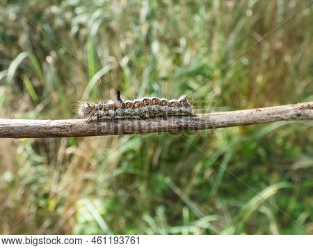 Macro Shot Of The Caterpillar Of The Grey Dagger (acronicta Psi) On A Branch Outdoors In Bright Sunl