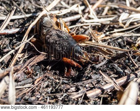 Close-up Shot Of The European Mole Cricket (gryllotalpa Gryllotalpa) Above Ground In Bright Sunlight